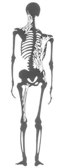 Fascial restrictions release sports massage chiropractic
