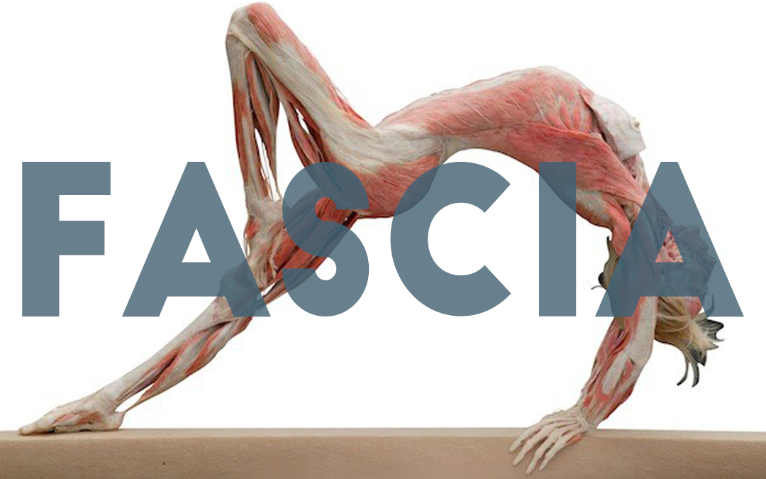 What is Fascia Sports Massage Bristol